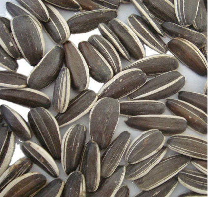 주문 햇살이 나는 농장 씨앗 경쟁력 있는 농산물 시장에서 성공의 열쇠 online manufacture