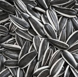 주문 태양광 씨앗 터키 시장 가격 우크라이나 중국 원료 601 태양광 씨앗 소매 online manufacture