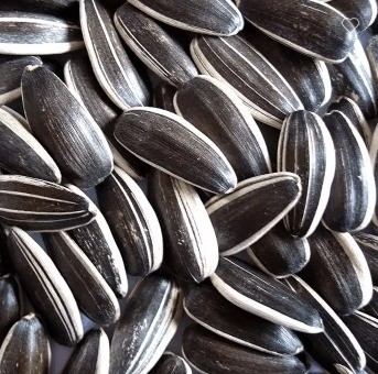 주문 도매 중국 비 GMO 고품질 좋은 가격 굽은 햇꽃 씨앗 online manufacture