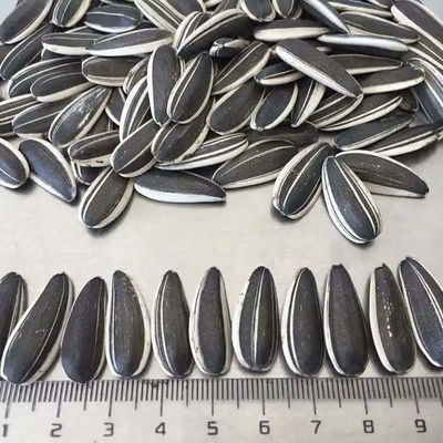 도매 최대 크기 원시 햇꽃 씨앗 검은 흰색 361 아마존의 가장 많이 팔리는 제품