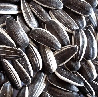 도매 중국 비 GMO 고품질 좋은 가격 굽은 햇꽃 씨앗